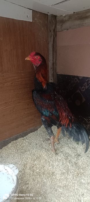 Бойцовский петух июнь месяц