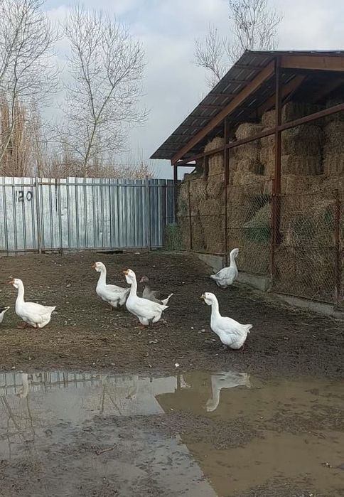 Гуси крупно серый и халмагор