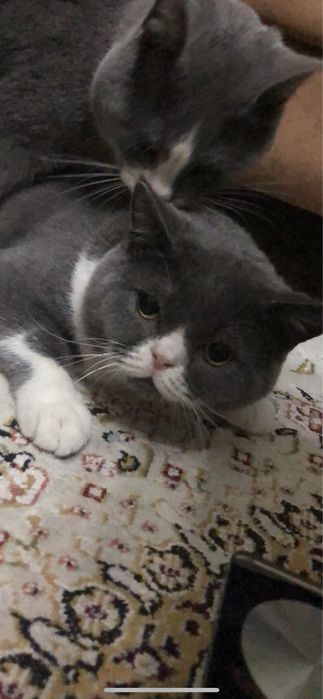 Ищу кошку, вязка, Кот