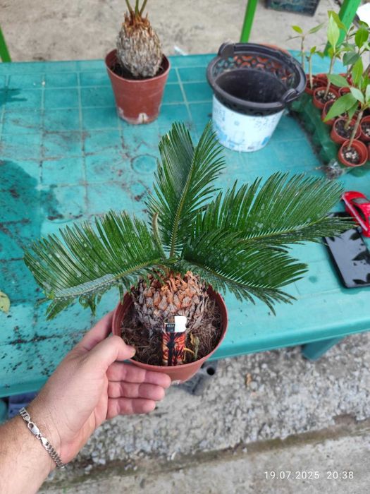 Цикас - Палма ,,