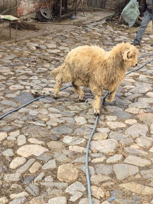 Noatin berbecuț de vânzare