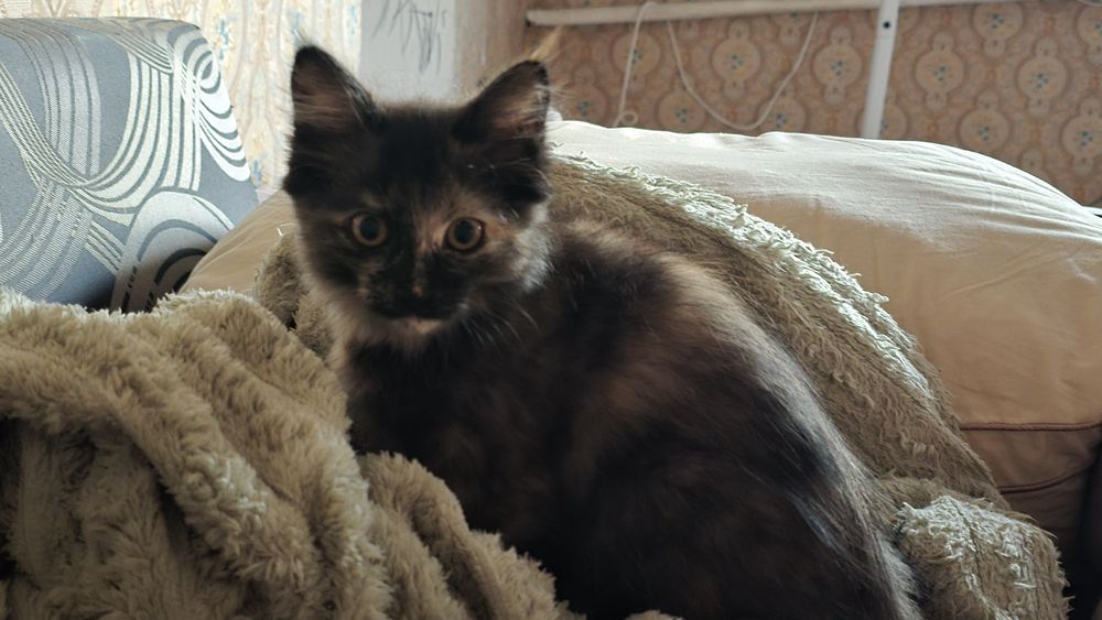 Котенок 4 месяца. Девочка.