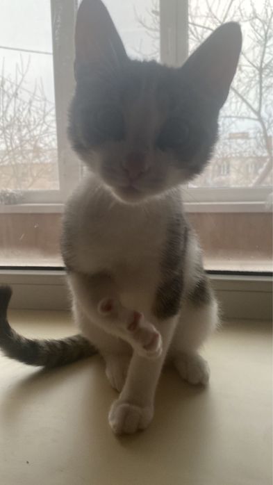 Котенок в добрые ручки