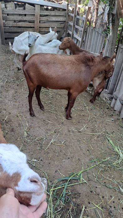Vand sau schimb cu  oaie/berbec,capra, țap murciano de 3 ani