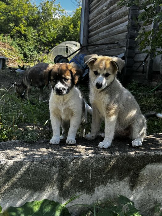 Щенки в добрые руки