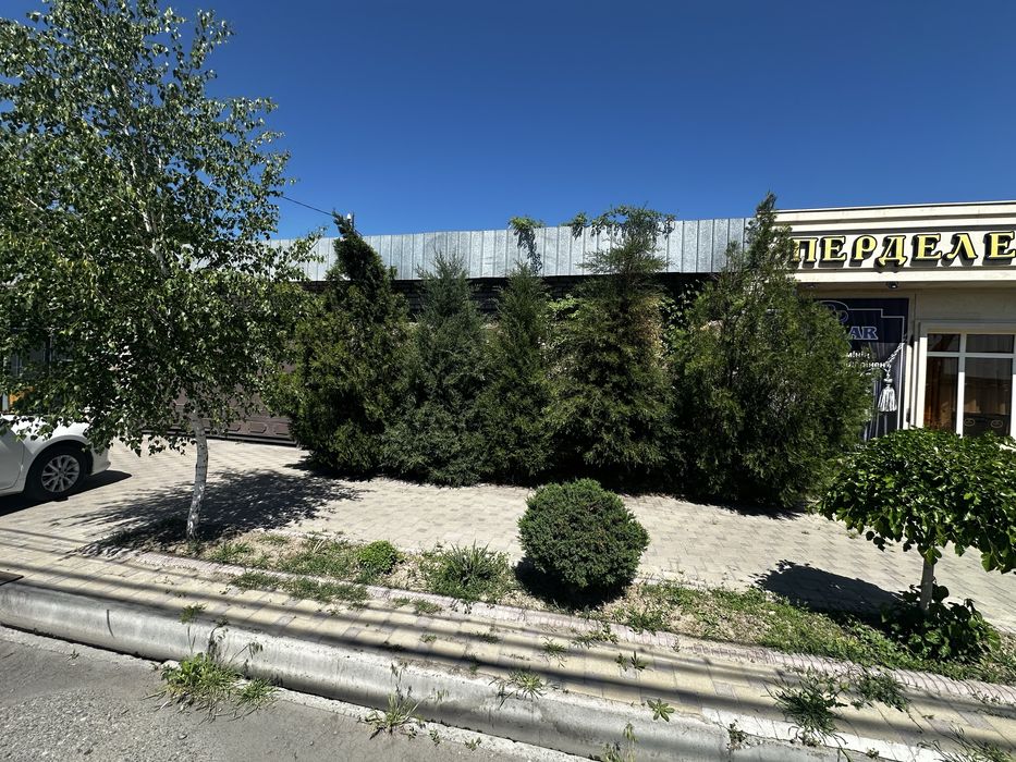 Туи, продам Туи.