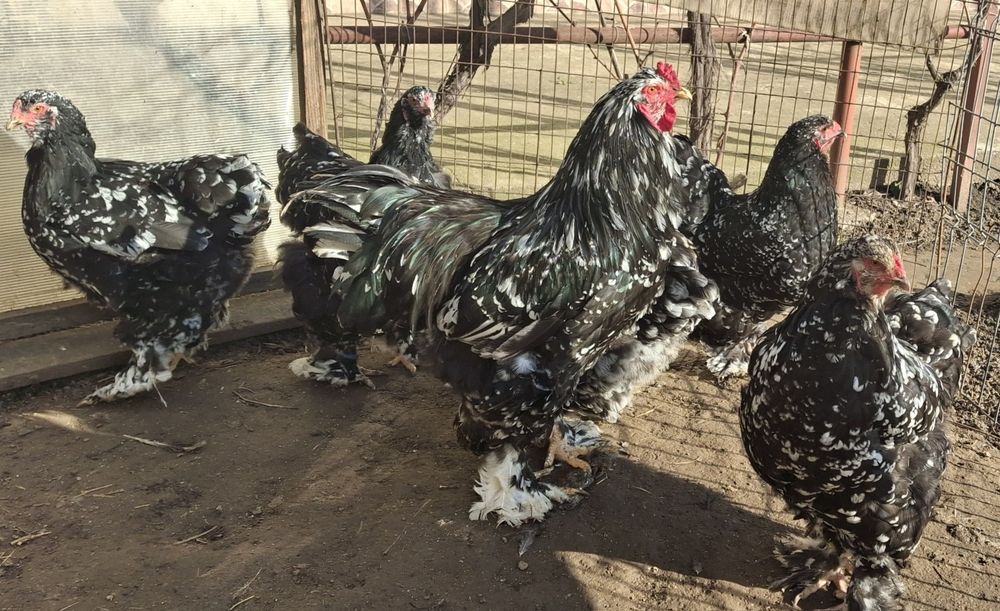 Vând ouă de incubat brahma negru bobat