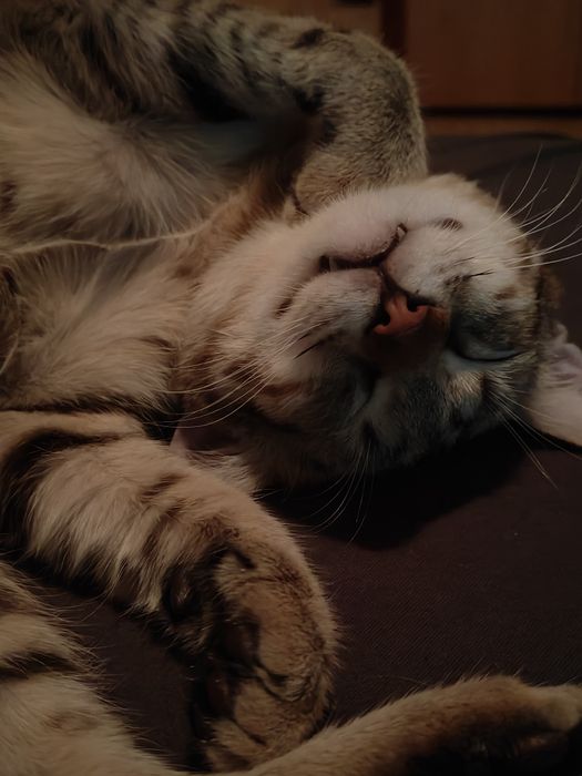 Подарявам мъжка котка