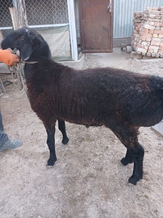 Қошқар сатылады 130мың тг