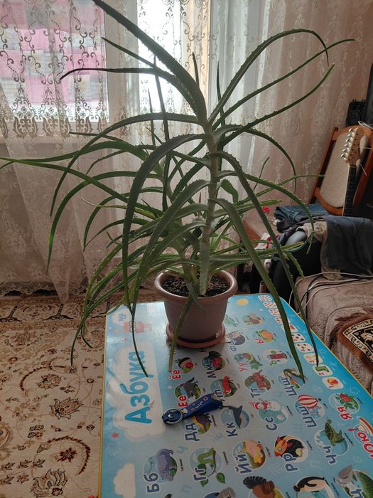 Алоэ лечебный  4 года.