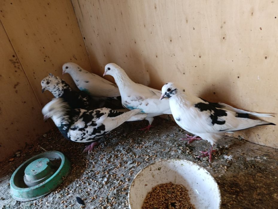 Голуби бакинцы  год