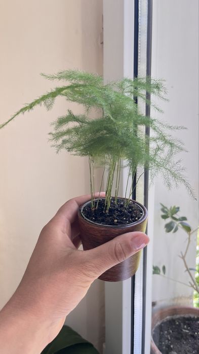 Vand Asparagus setaceus