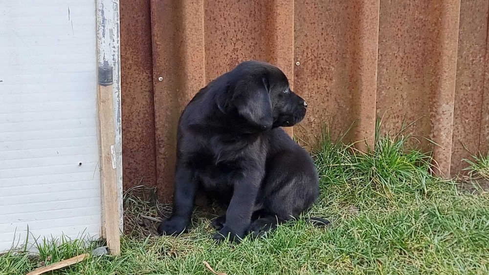 Labrador Retriever