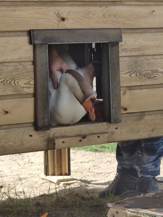 Дом, вольер для Гусей и кур