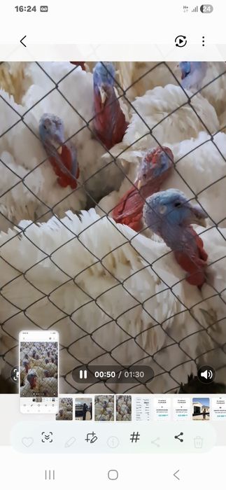 Биг 6 куркалари сотилади