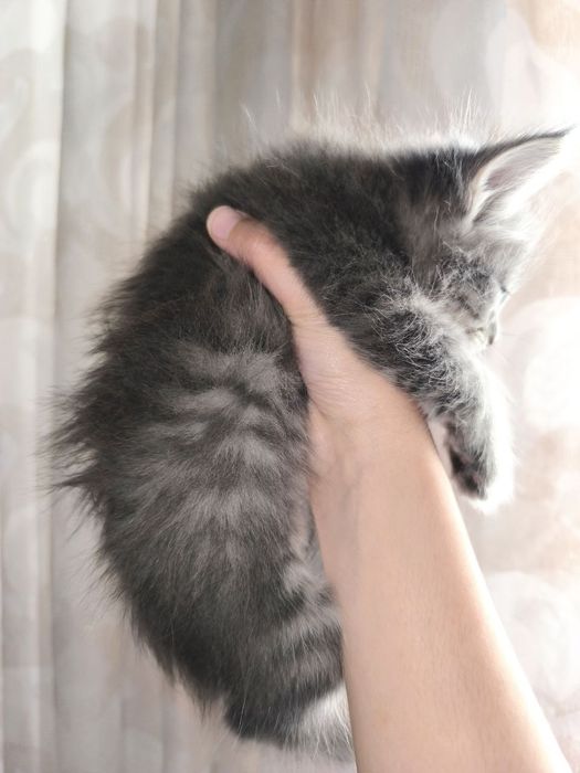 Котёнок мальчик 2 месяца