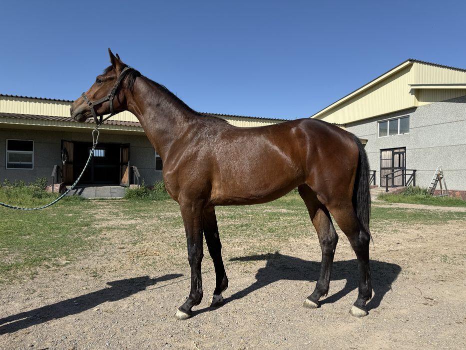 Кобылка с перспективой в выездку/конкур