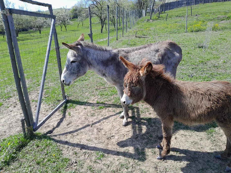 Vand 2 magarite pe lactatie, cu pui si 1 magarita gestanta