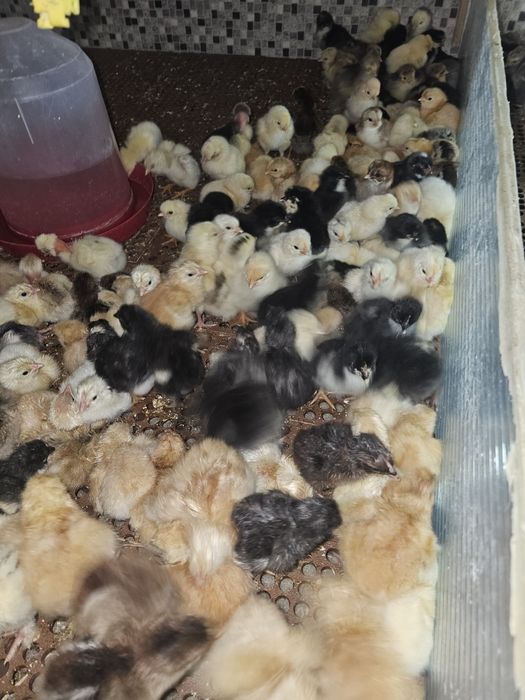 Pui de țară rasa mixta