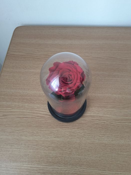 Trandafiri Criogenați – Cadoul care Durează Ani