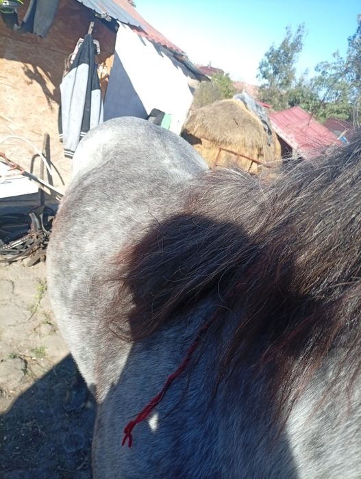 Vând un manz de doi ani ,l am prins la căruță de doua ori