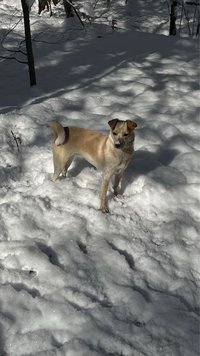 Девочка Молли ищет дом