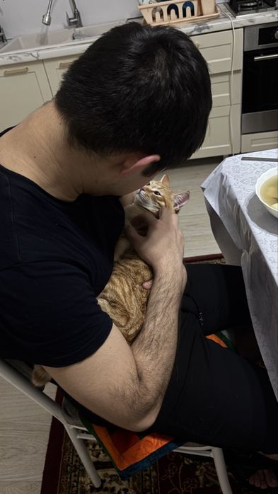 Пропал кот рыжий