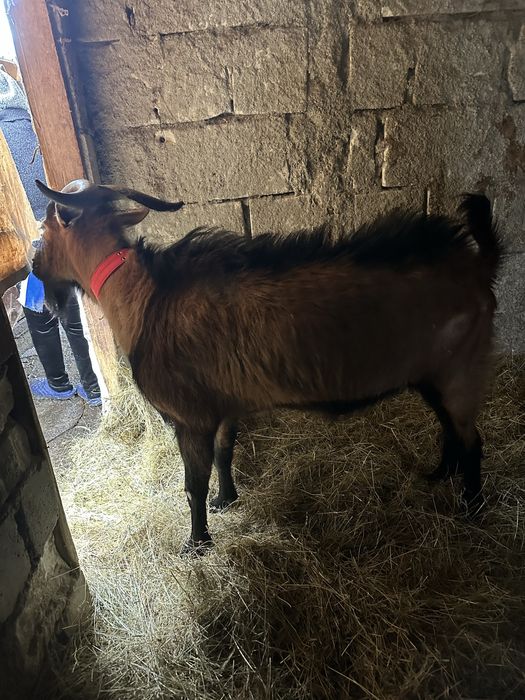 Tap Alpin Francez de vanzare