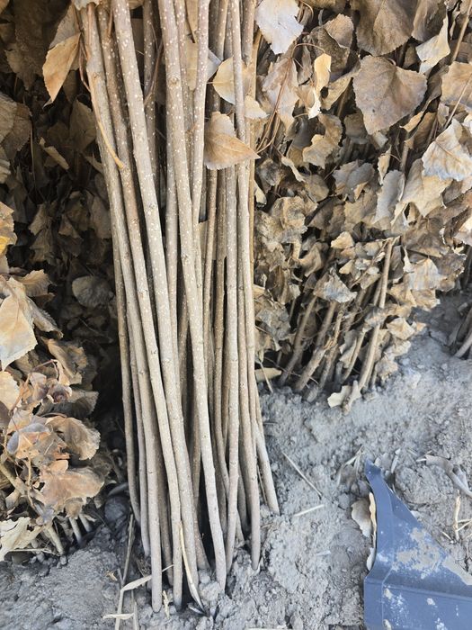 Терек көшеттеріі