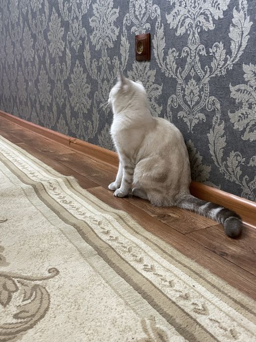 чистокровная британка