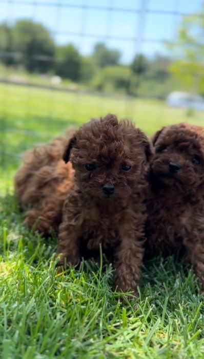 Той Пудел / Toy Poodle