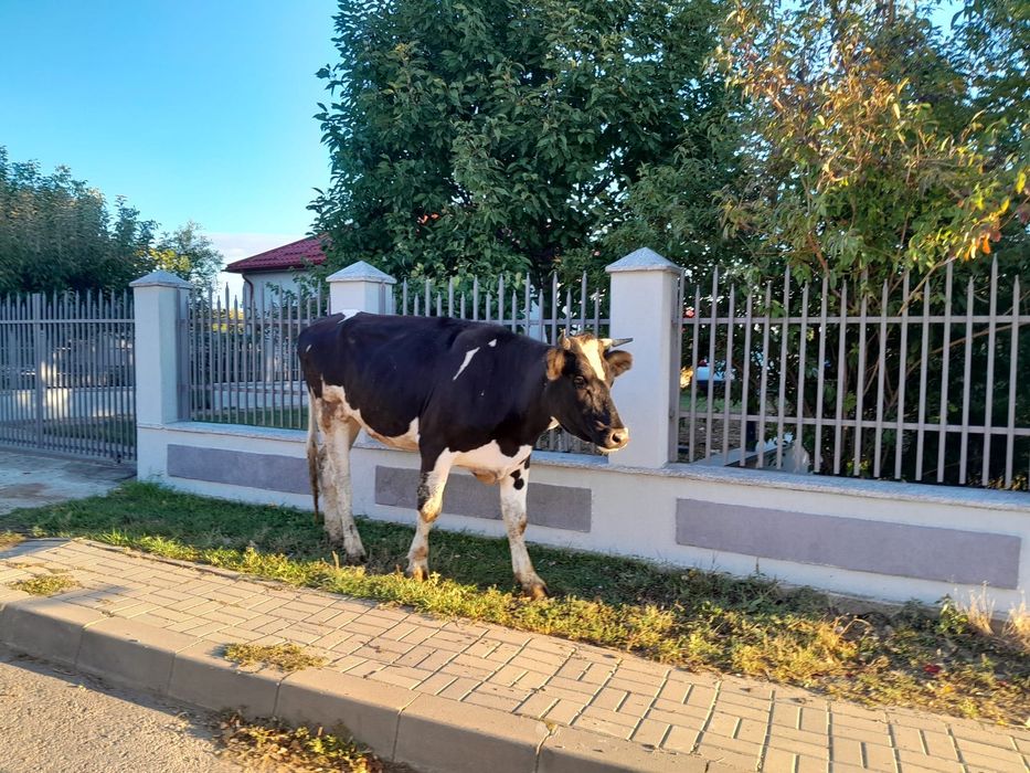 Vițică de 1 an și 6 luni