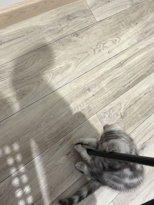 Котенок вислоухий шотландский