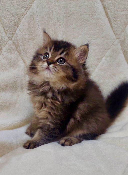 Британка золотая тиккированая шиншила!