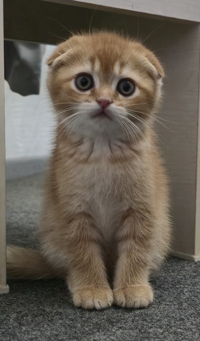 Шиншила вислоухая