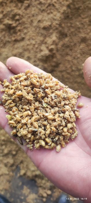 Qoy va molar uchun yem