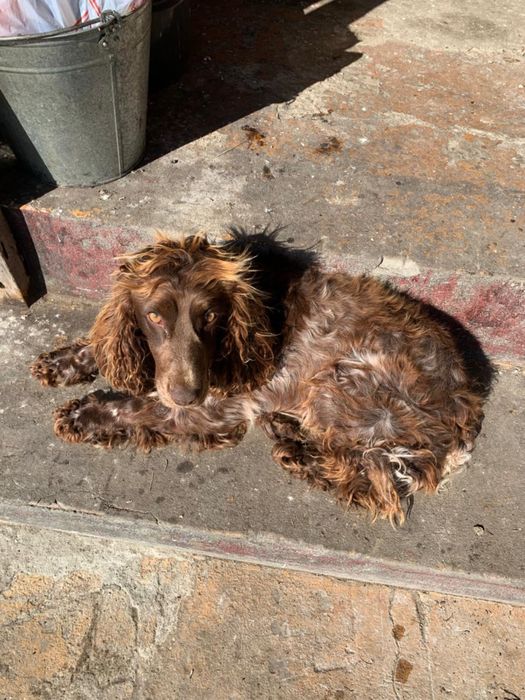 Продам щенят спаниеля