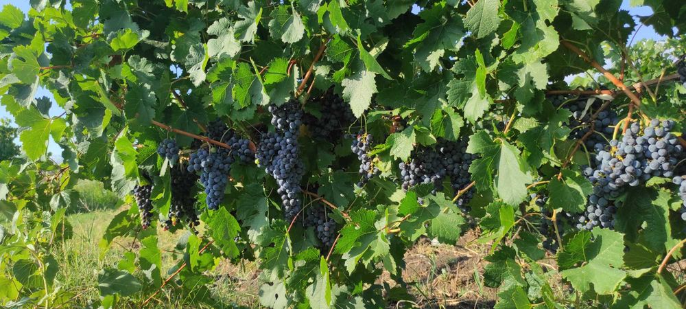 продавам грозде за вино и ракия