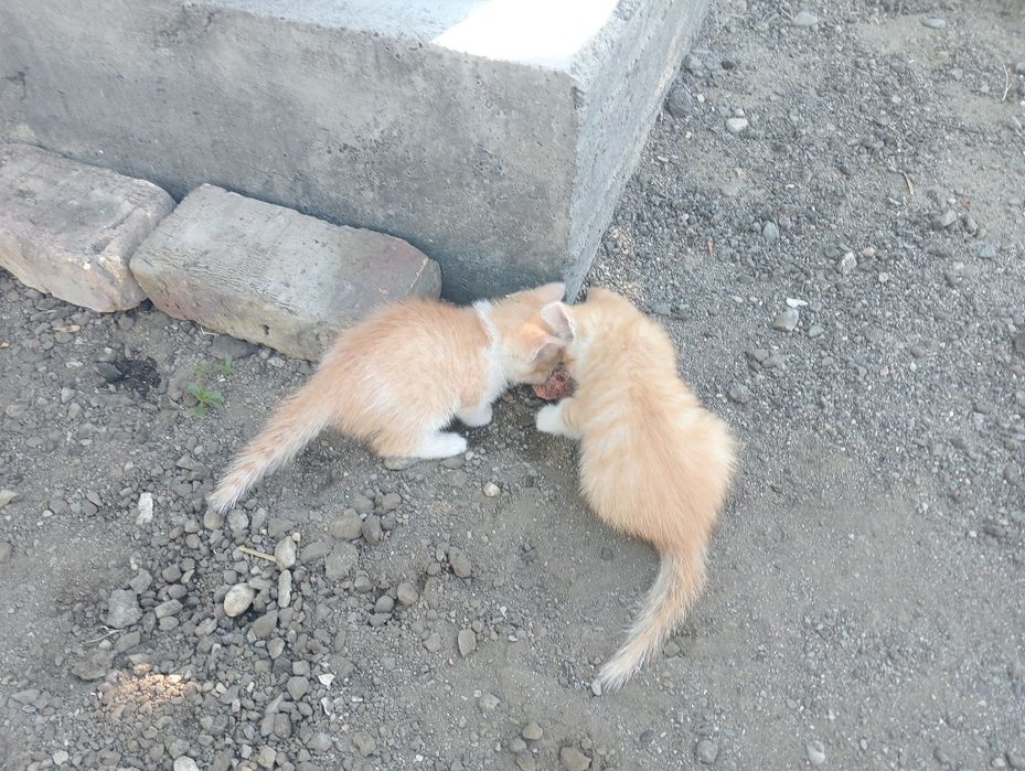 Котята бесплатно