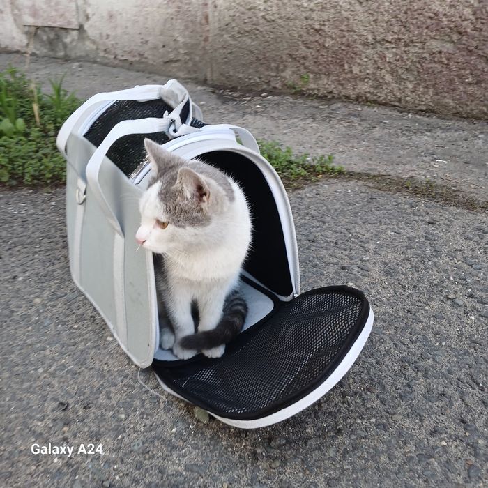 Отдам  котика в добрые руки