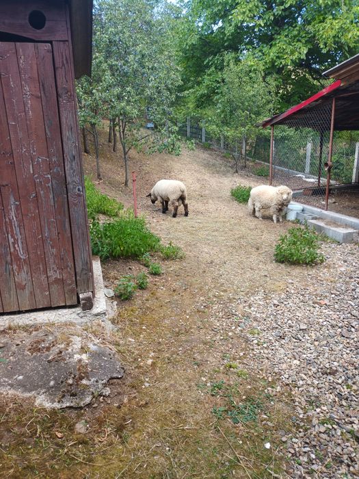 Vand doi berbecuți.