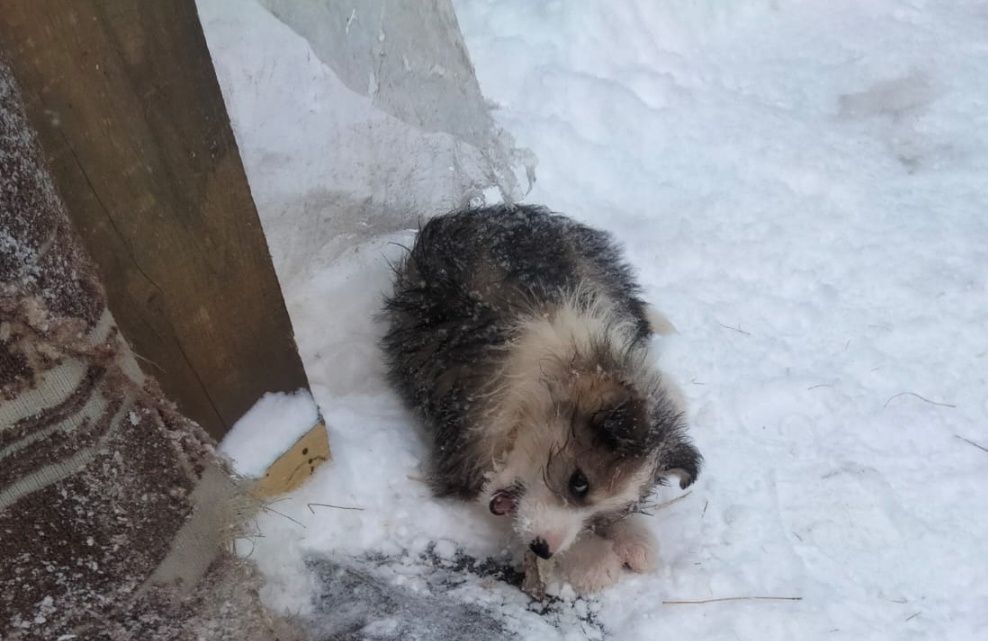 Отдам щенка в добрые руки