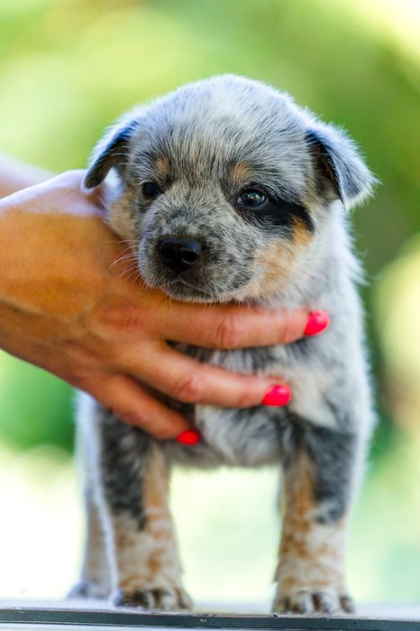 Australian Cattle Dog mascul