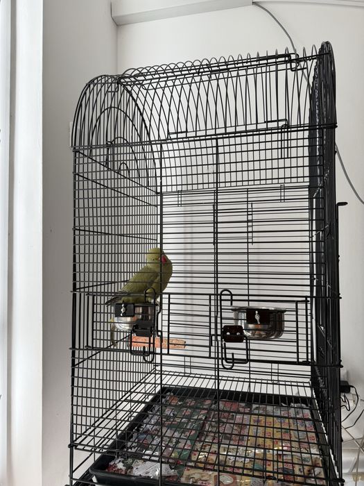 Папагал Малък Александър