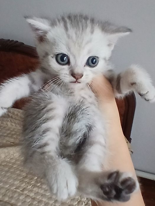 Котята вислоухие, британские