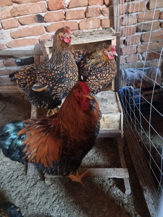 Vând cocoși Australorp wyandotte și Frizzle