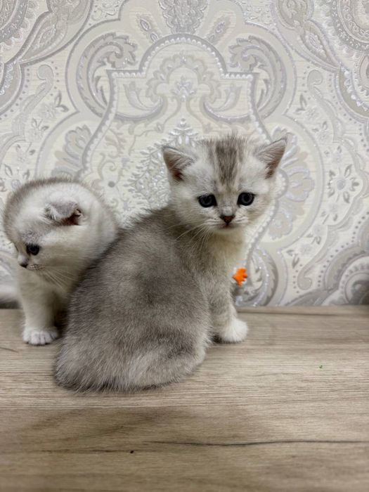 Котята продаётся! 40 кунлик!