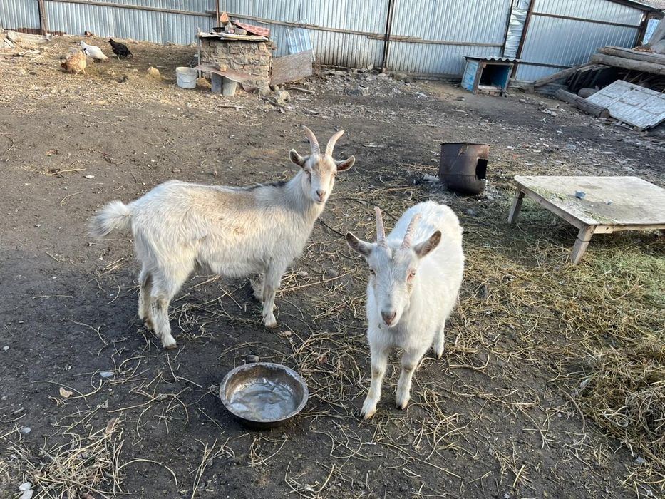 Заен  ешкі сатылады