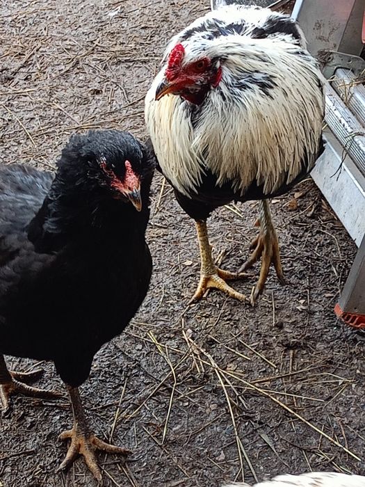 De vânzare cocoși de rasă Combatant indian, Wyandotte, Araucana și Jer