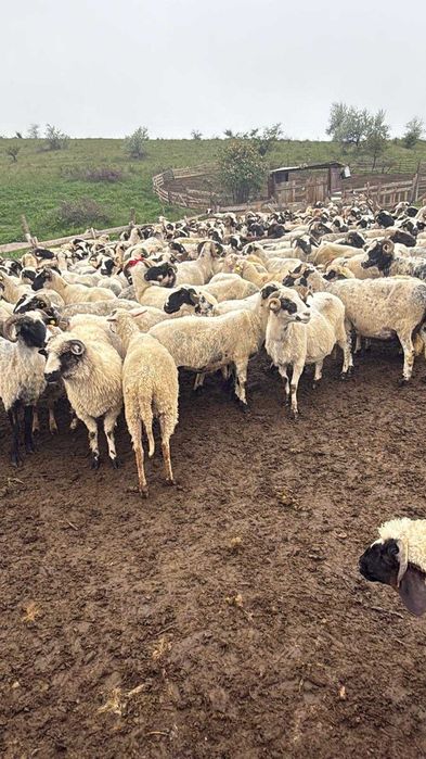 Oi  breze de vânzare